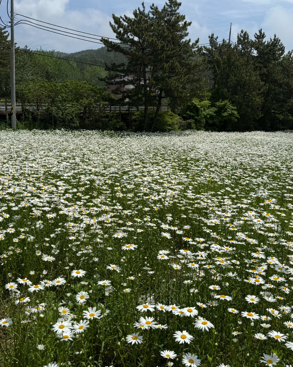 메르블루 이미지 4