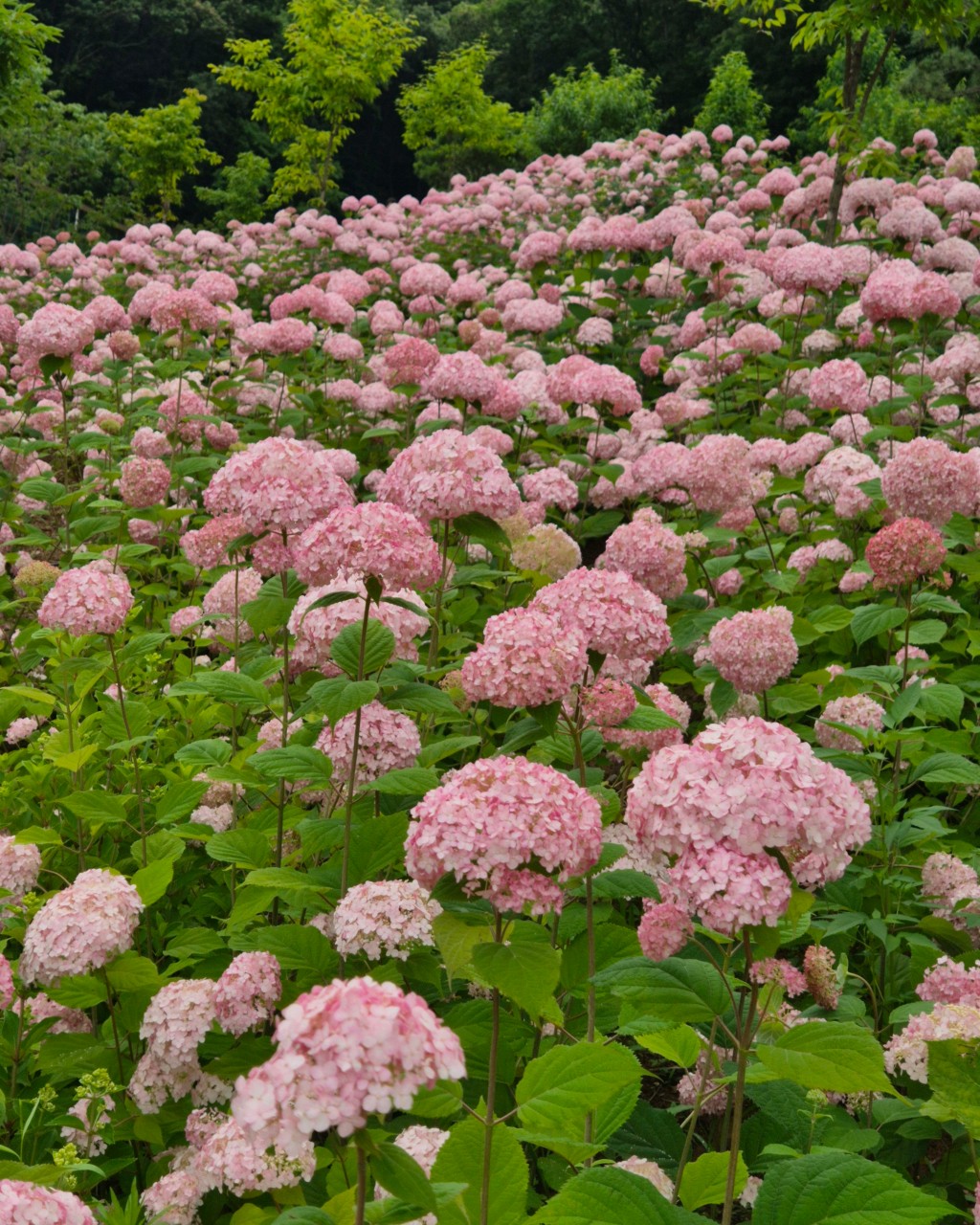 산골수목원 이미지 4