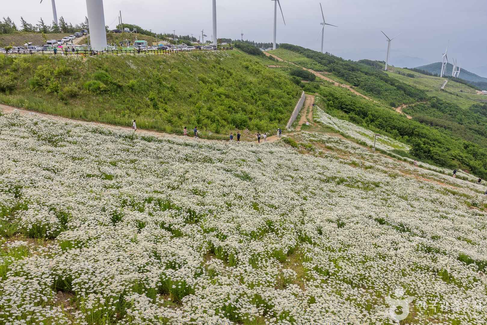 평창 육백마지기 무료차박 이미지 7