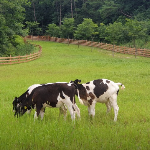 용화산테마파크캠핑장 이미지 9