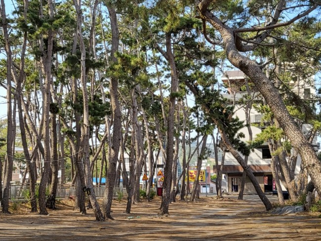 송림오토캠핑장 이미지 5