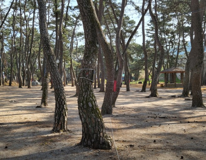 송림오토캠핑장 이미지 2