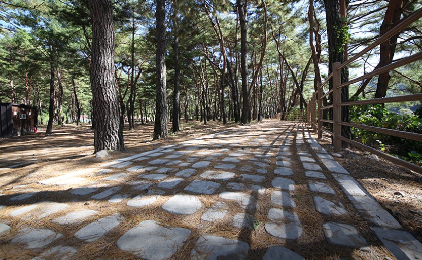 회동 솔향캠핑장 이미지 3