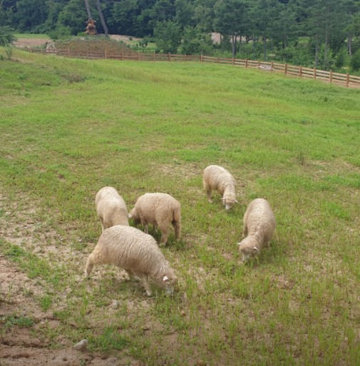 용화산테마파크캠핑장 이미지 3