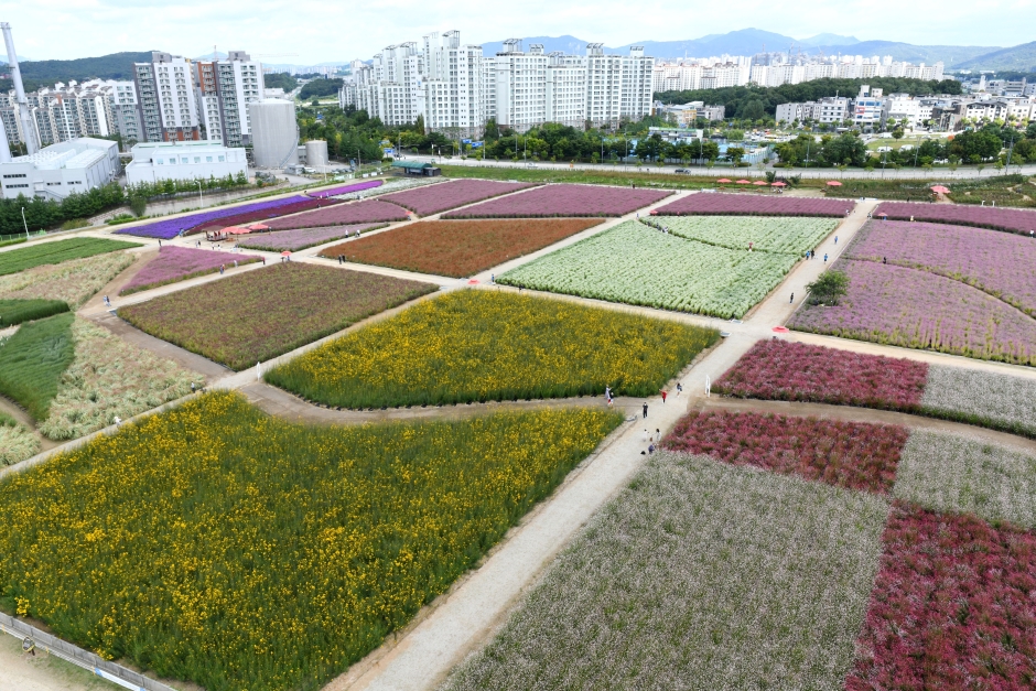 양주 천만송이 천일홍 축제 이미지 2