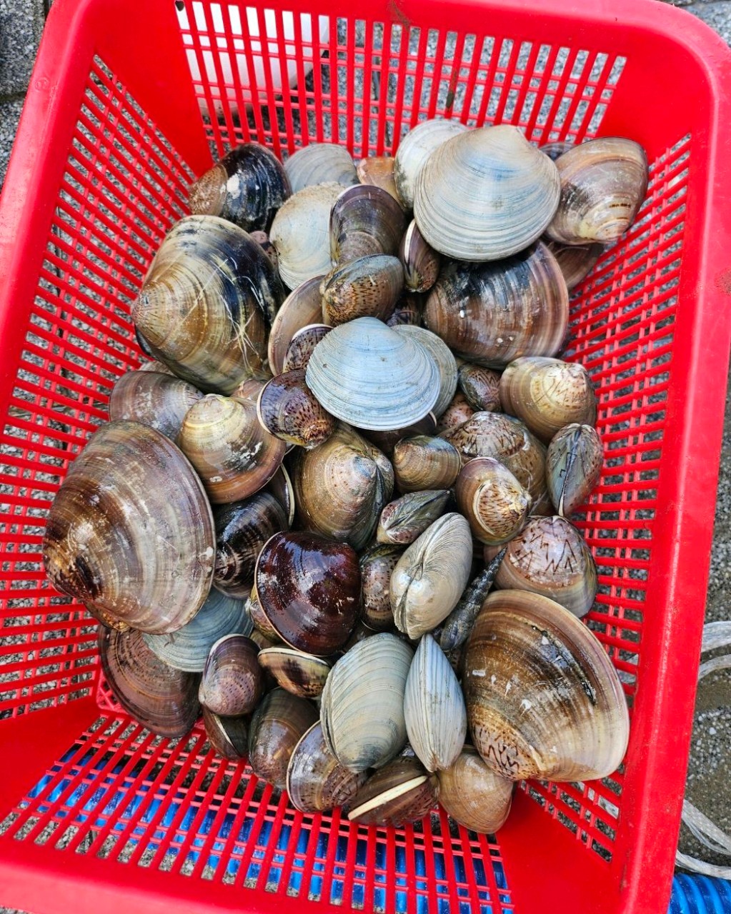 마시안자율관리공동체 (마시안 갯벌체험) 이미지 5