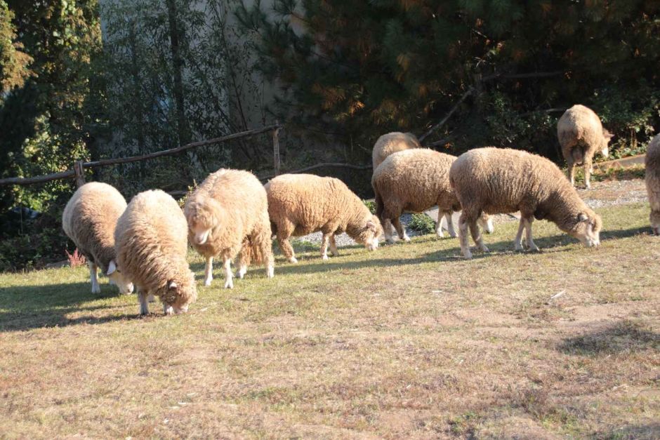 에델바이스 스위스 테마파크 이미지 4