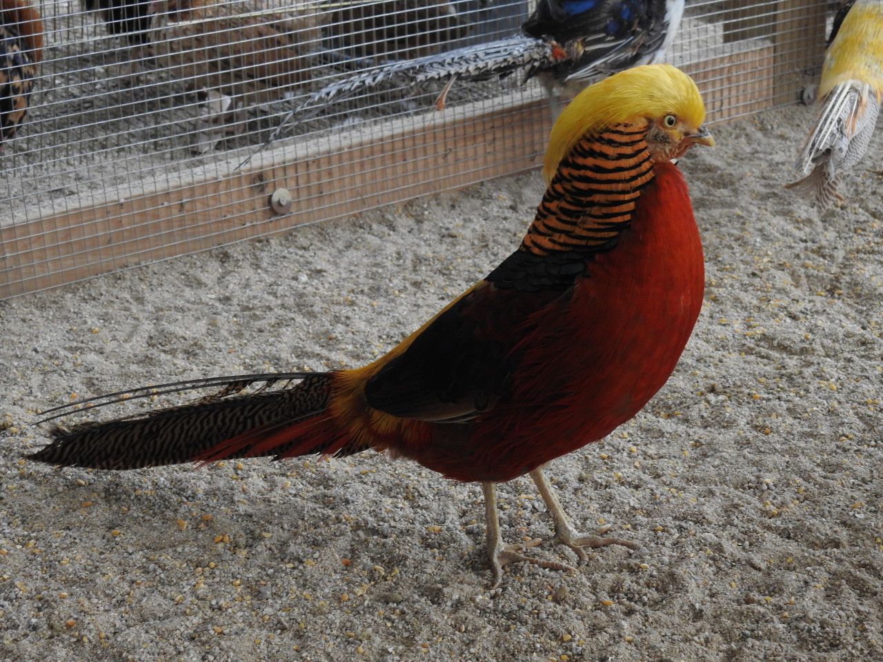 아침고요가족동물원 이미지 13