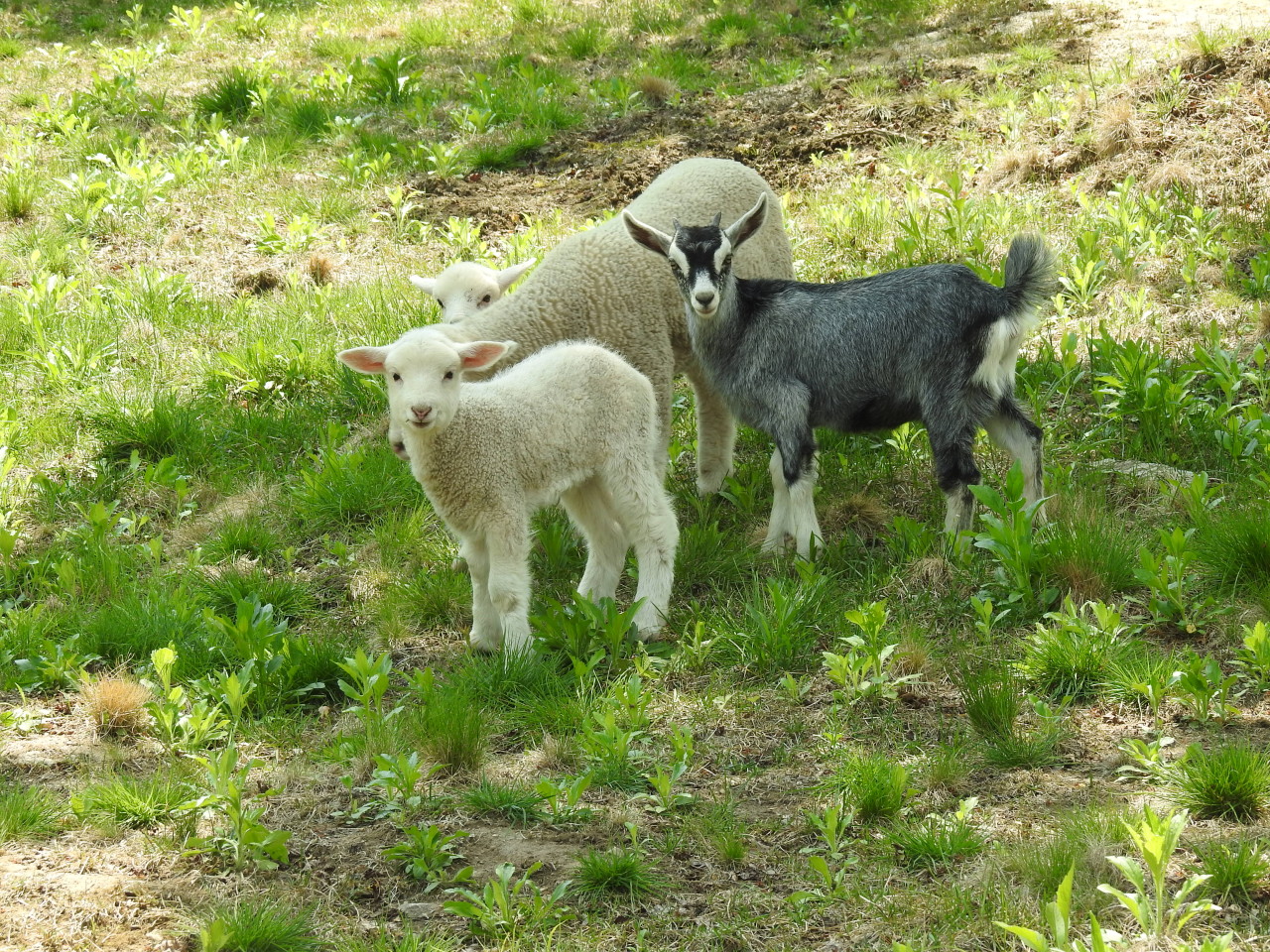 아침고요가족동물원 이미지 6