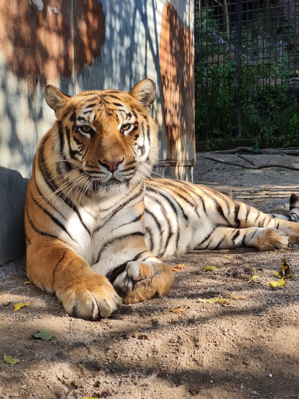아침고요가족동물원 이미지 2