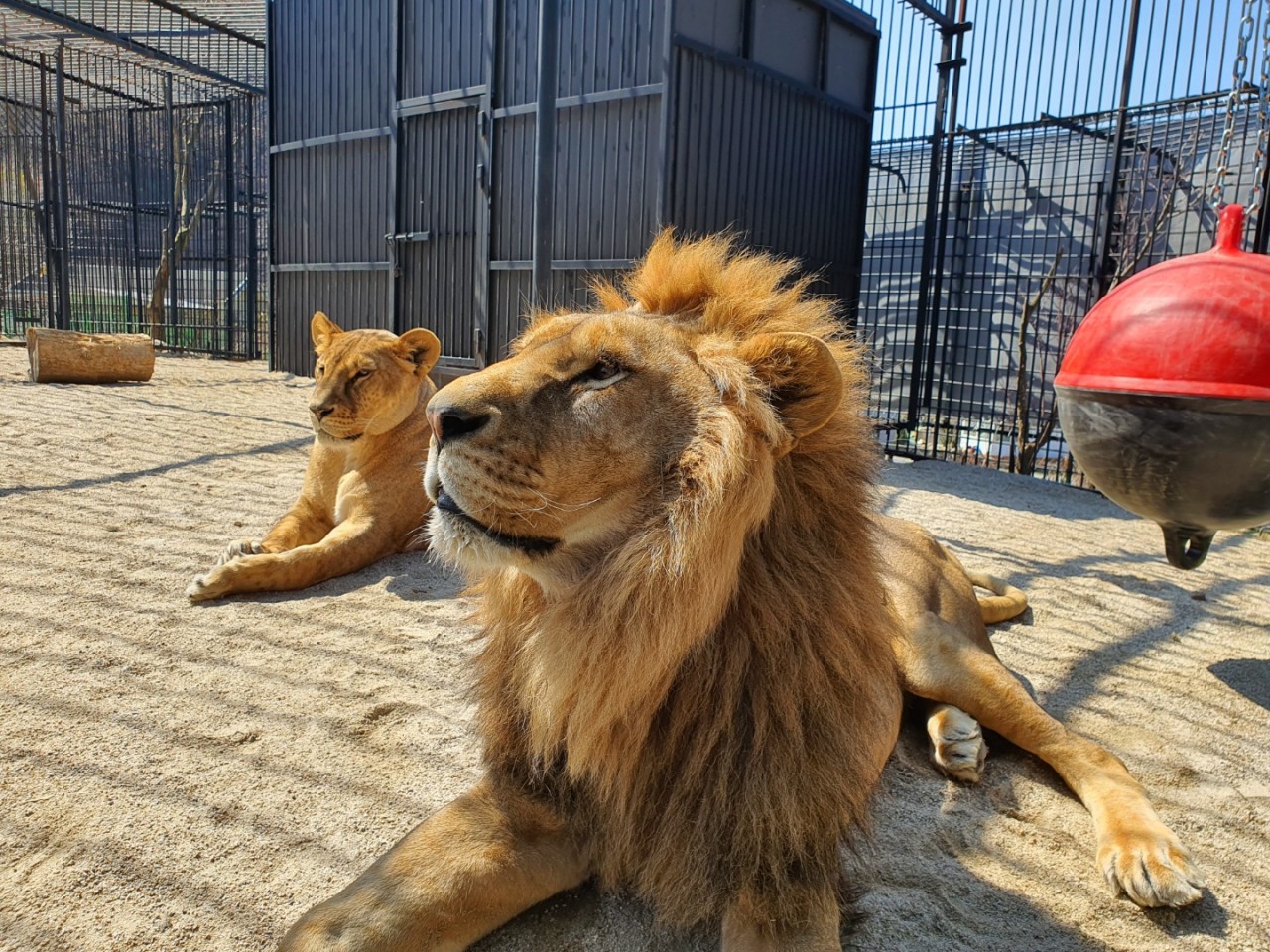 아침고요가족동물원 이미지 1