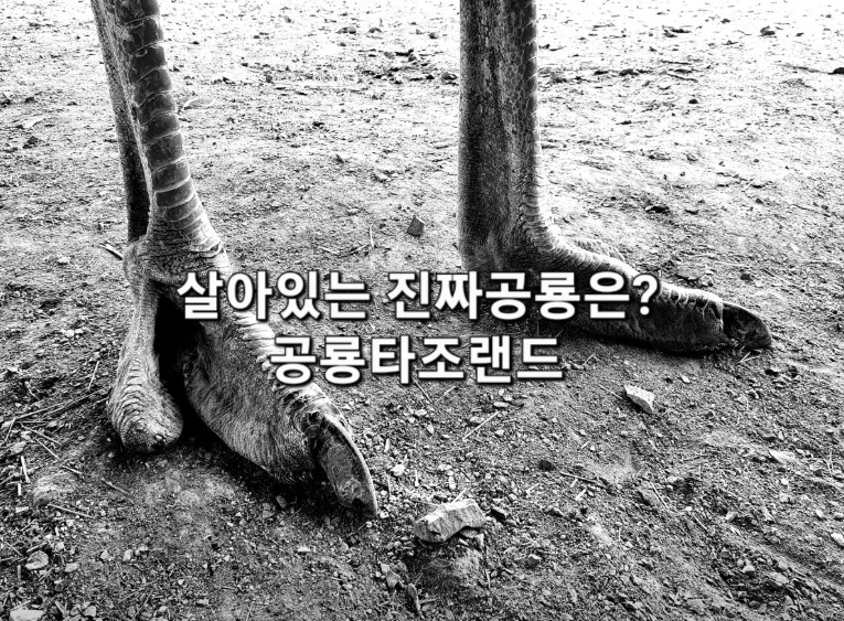 고성 공룡타조랜드 이미지 2