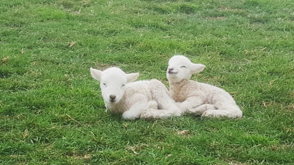 남해 상상양떼목장 편백숲 이미지 4