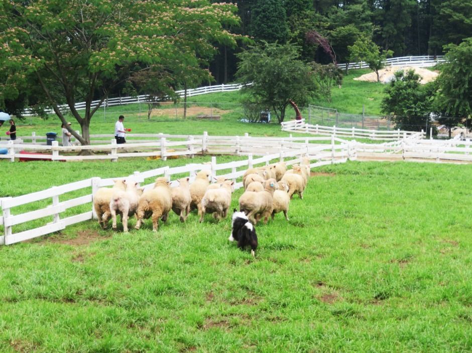 남해 상상양떼목장 편백숲 이미지 3