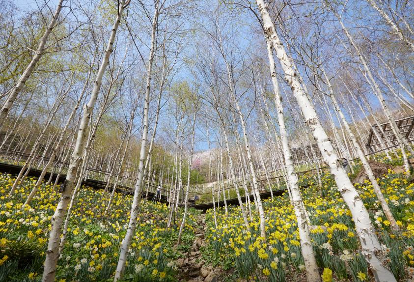 광주 화담숲 모노레일 이미지 11