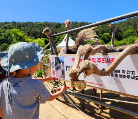 고성 공룡타조랜드 이미지 1