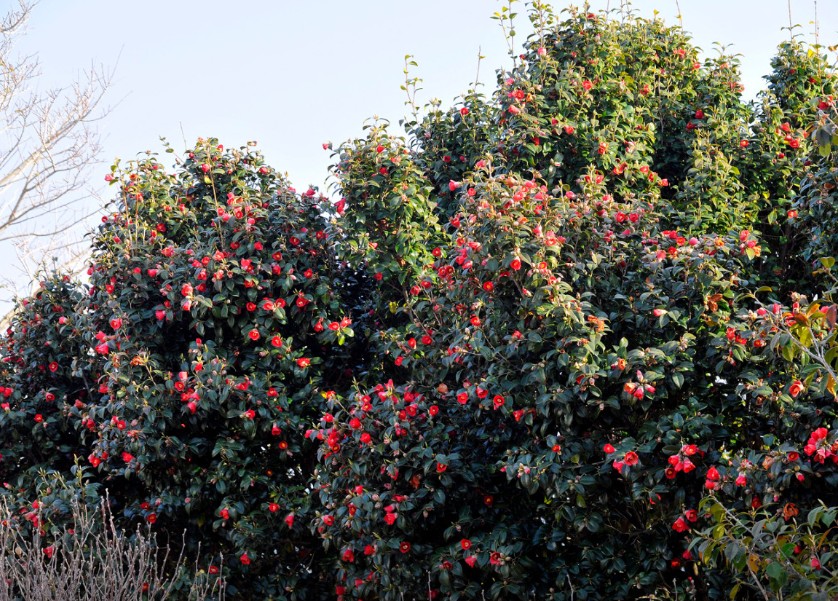 거제 장사도 유람선 이미지 8