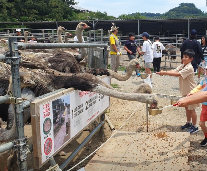 고성 공룡타조랜드 이미지 6