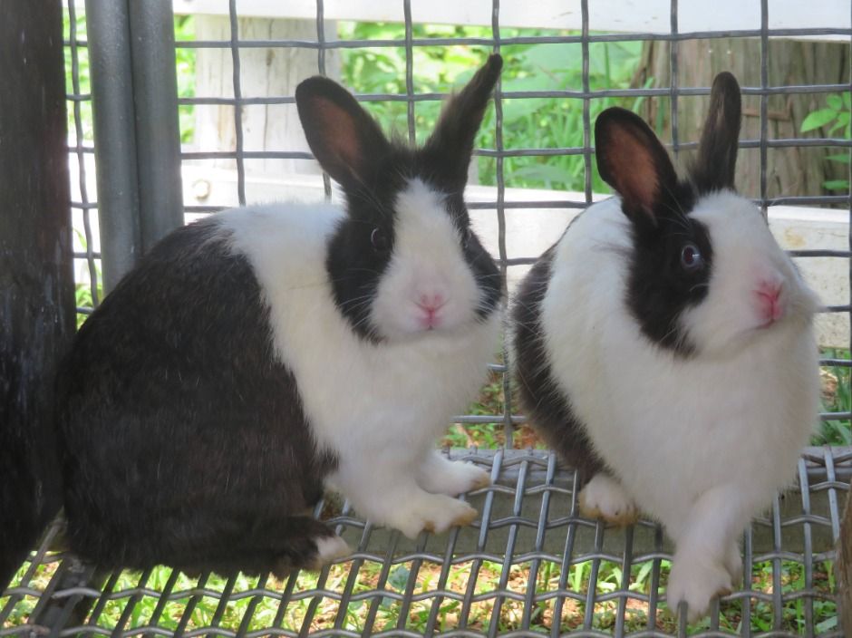 남해 상상양떼목장 편백숲 이미지 7