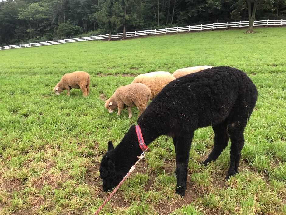 남해 상상양떼목장 편백숲 이미지 2