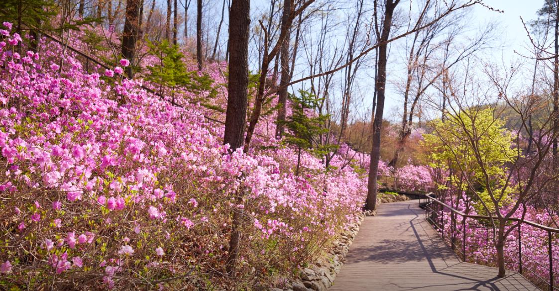 광주 화담숲 모노레일 이미지 3