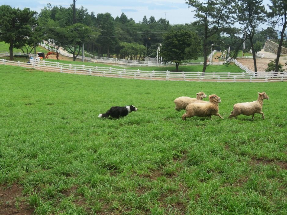 남해 상상양떼목장 편백숲 이미지 5