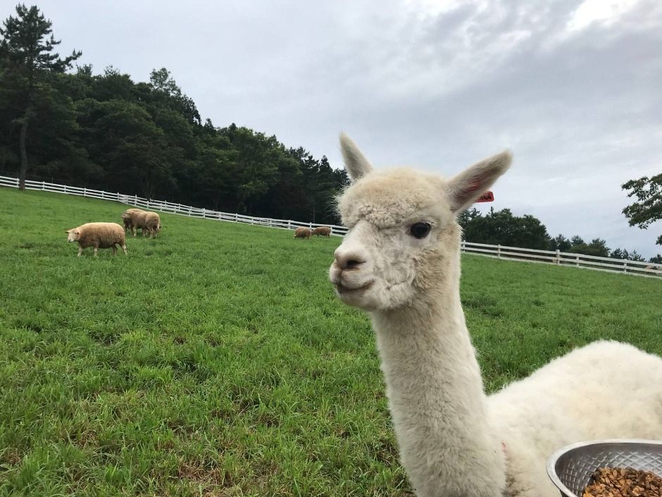 남해 상상양떼목장 편백숲 이미지 1