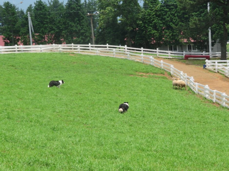 남해 상상양떼목장 편백숲 이미지 6