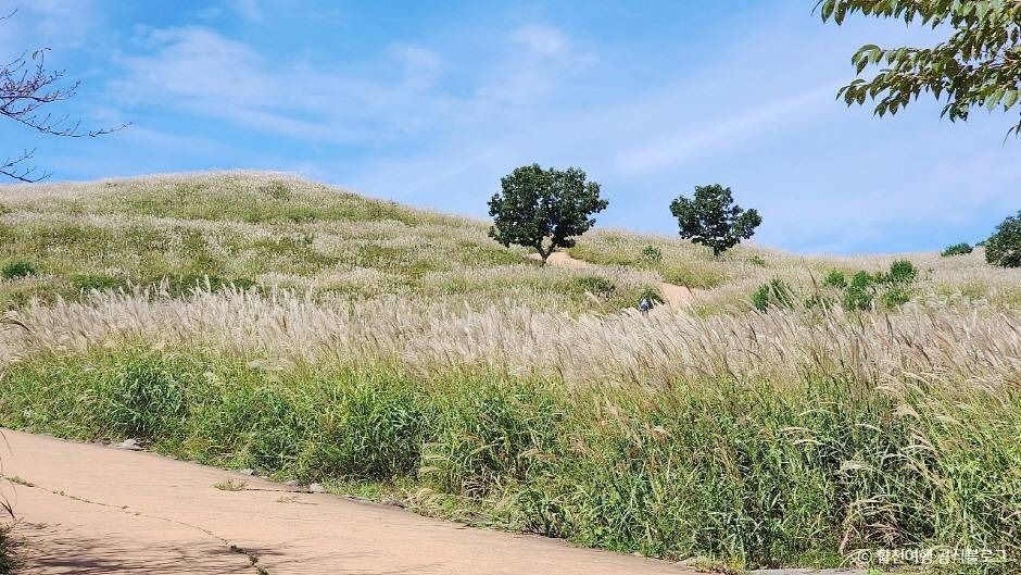 합천 황매산 억새군락지 이미지 5