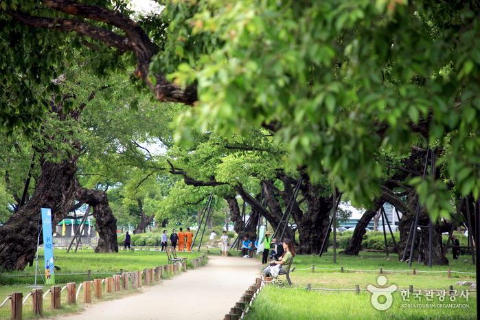 성주 경산리 성밖숲 이미지 5