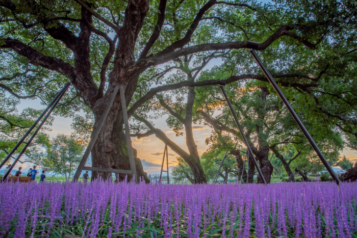 성주 경산리 성밖숲 이미지 1