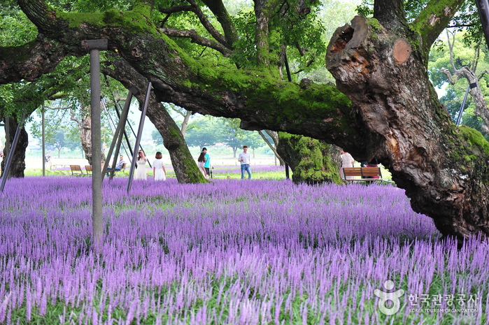 성주 경산리 성밖숲 이미지 2