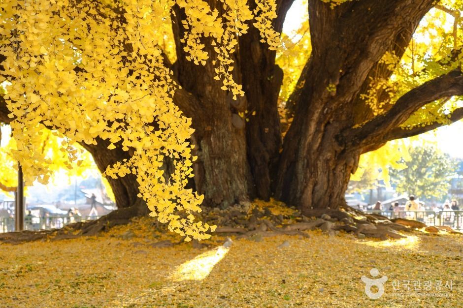 원주 반계리 은행나무 이미지 7