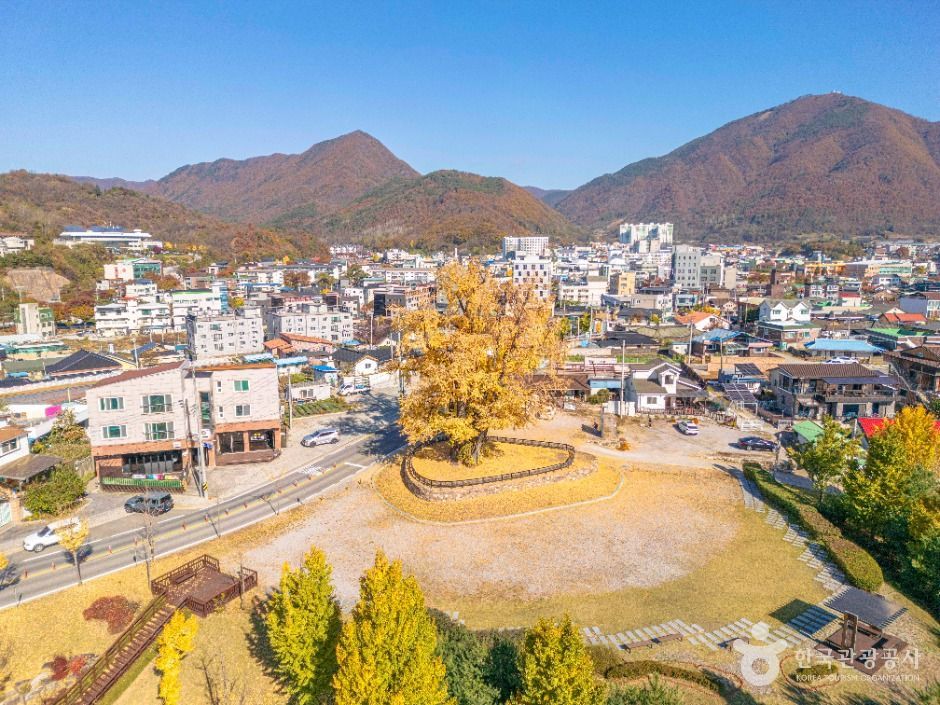 영월 하송리 은행나무 이미지 2