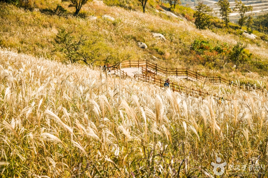 명성산 억새밭 이미지 1