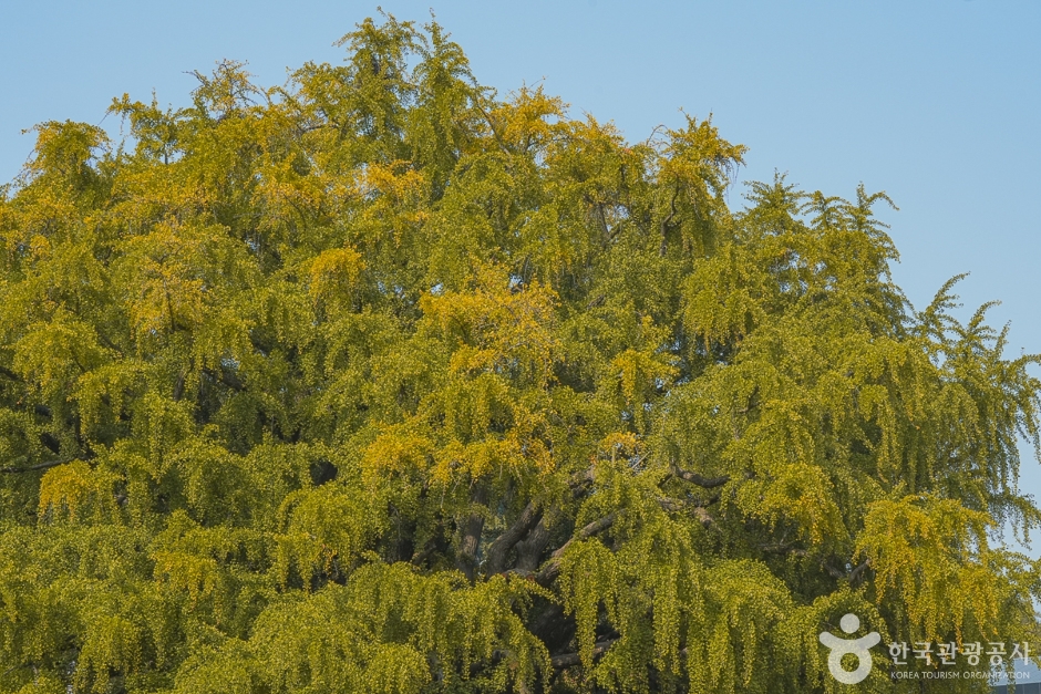 장수동은행나무 이미지 3