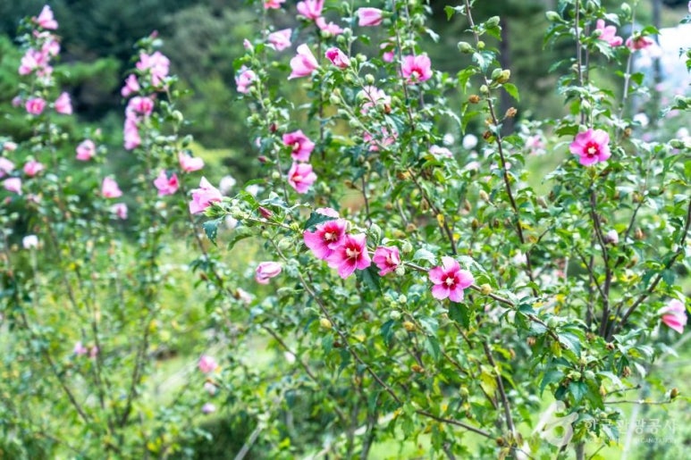 보령 무궁화수목원 이미지 1