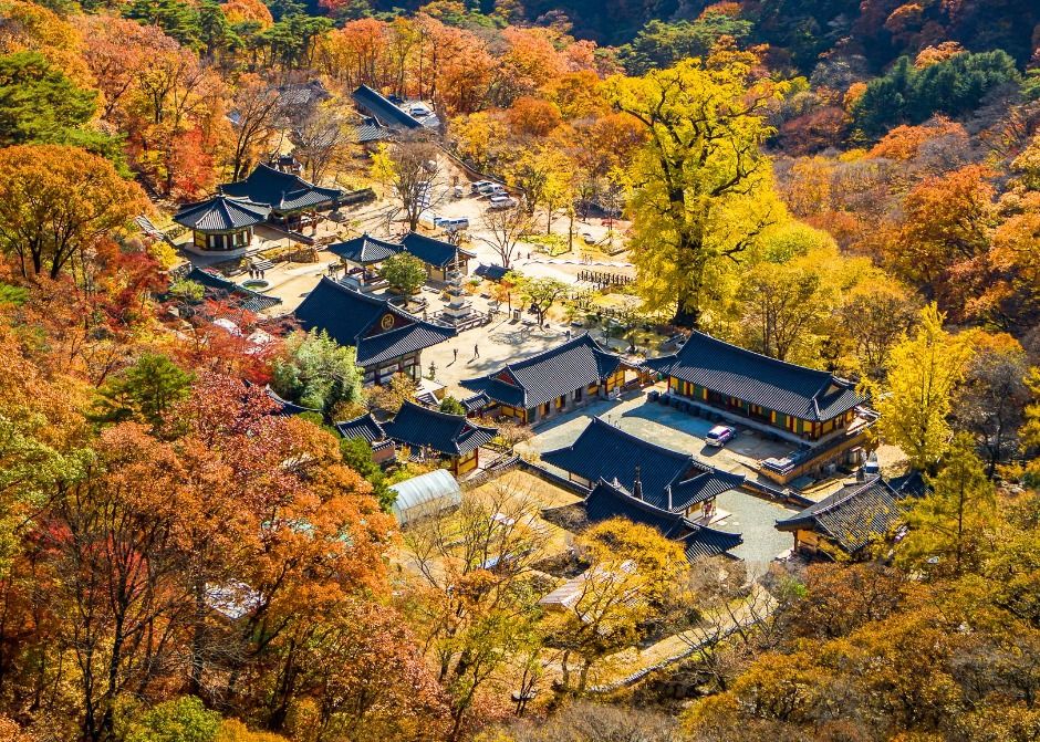 양평 용문사 은행나무 이미지 1