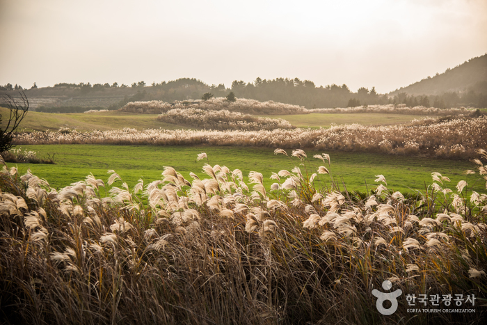 새별오름 이미지 9