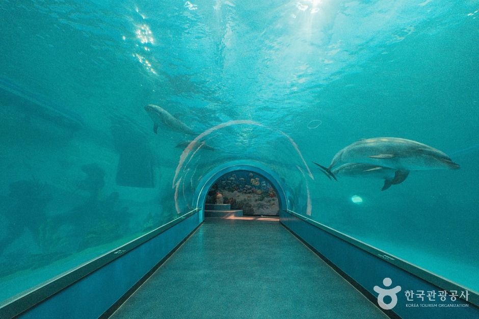 울산 장생포 고래생태체험관 이미지 5