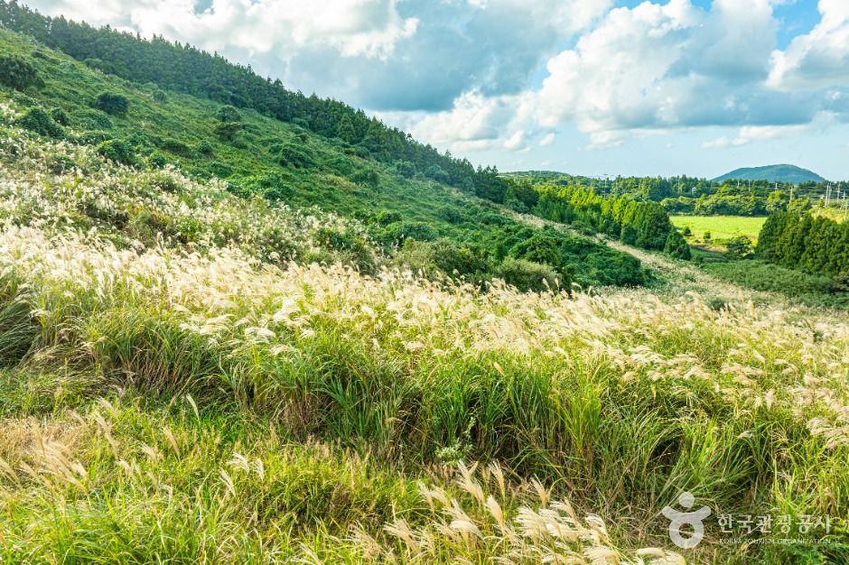 제주 손지오름 이미지 2