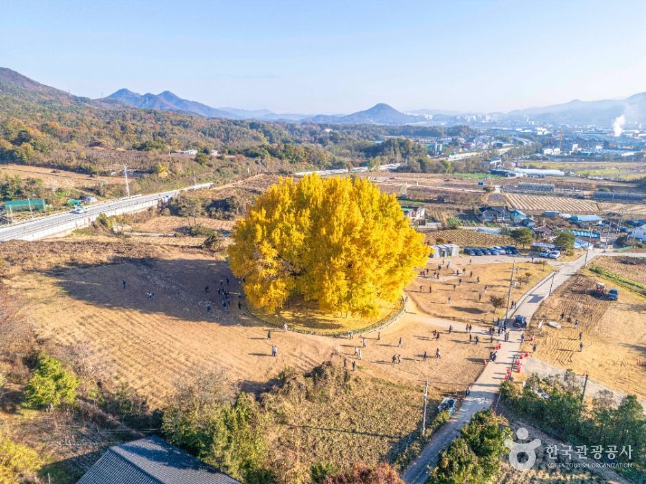 원주 반계리 은행나무 이미지 1