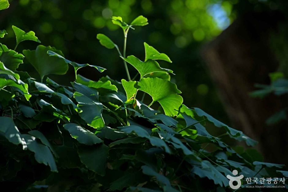 서산향교 은행나무 이미지 3