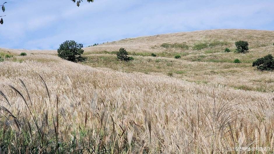 합천 황매산 억새군락지 이미지 6