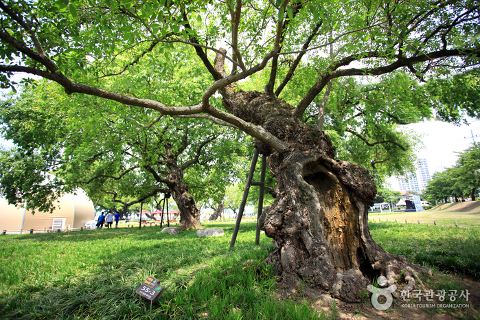 성주 경산리 성밖숲 이미지 4