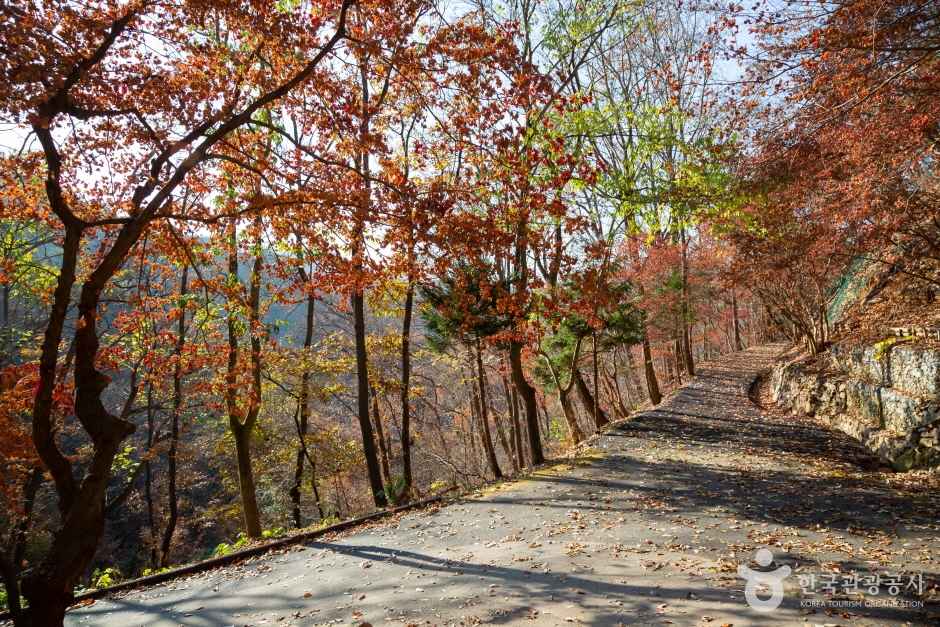 대전 장태산 자연휴양림 이미지 3