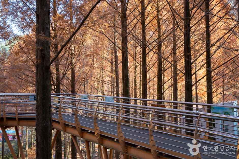 대전 장태산 자연휴양림 이미지 5