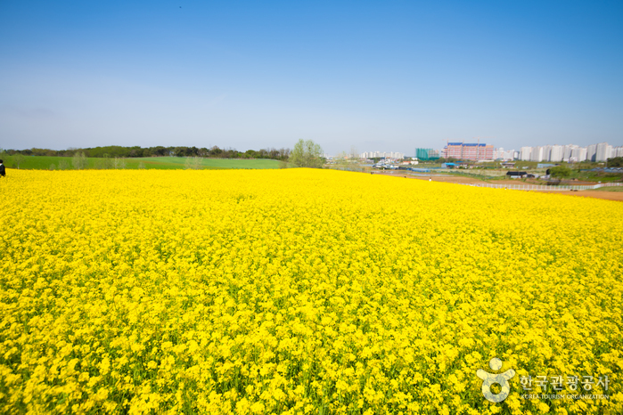 안성 팜랜드 이미지 2