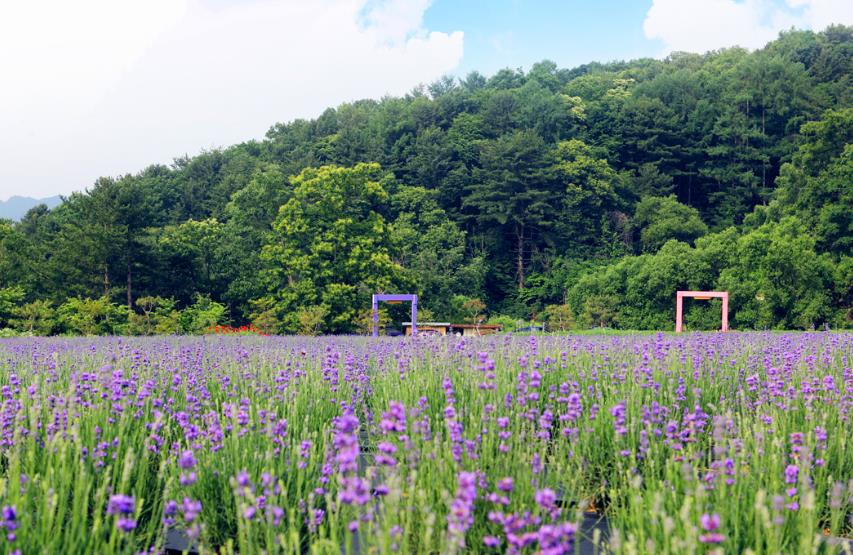 포천 허브아일랜드 이미지 7