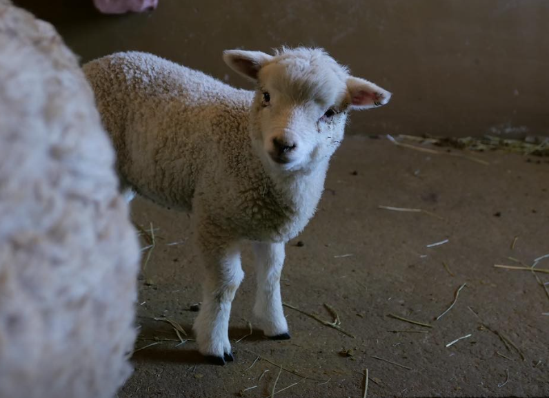 포천 서운동산 이미지 12